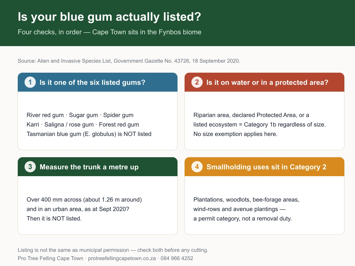 Decision guide: the four checks that decide whether a Cape Town blue gum is a listed invasive — species, riparian or protected area, 400 mm trunk diameter, and Category 2 smallholding uses
