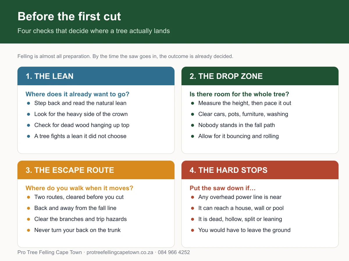 Four checks before felling a tree: read the lean, clear the drop zone, plan the escape route, and recognise the hard stops