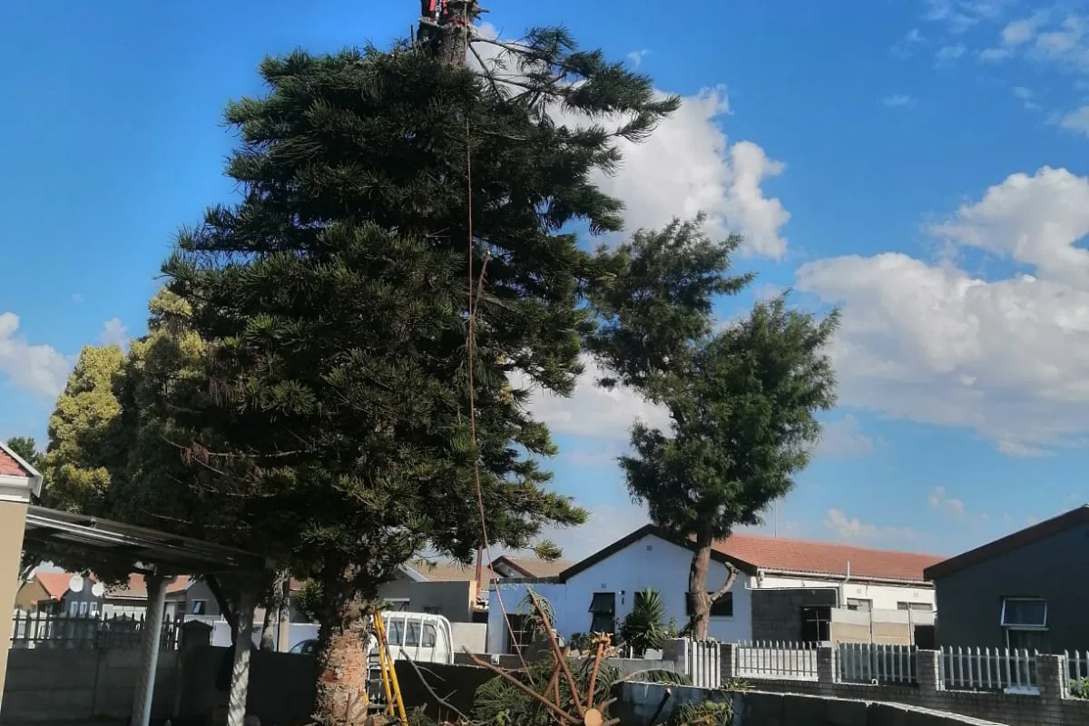 A climber roped in at the top of a tall tree growing right beside a boundary wall and carport, before it is taken down in sections