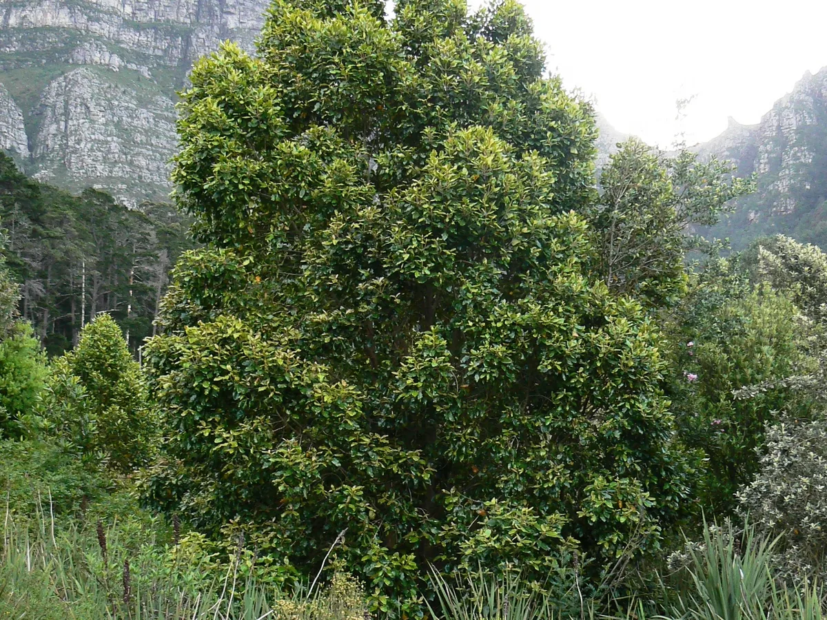 Assegai (Curtisia dentata), a protected tree found in the Western Cape