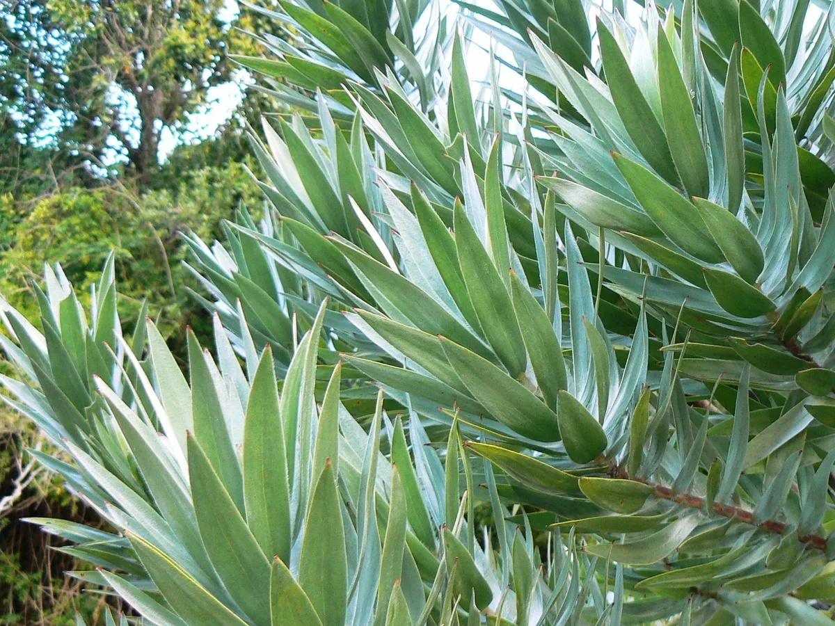 Silver tree (Leucadendron argenteum), a protected tree found in the Western Cape