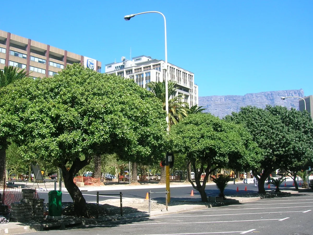 White milkwood (Sideroxylon inerme), a protected tree found in the Western Cape
