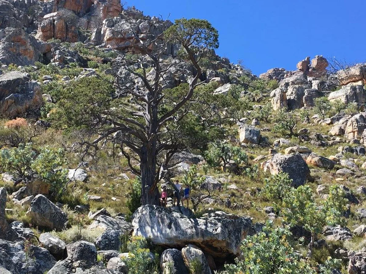 Clanwilliam cedar (Widdringtonia cedarbergensis), a protected tree found in the Western Cape