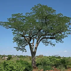 Pod mahogany (Afzelia quanzensis)