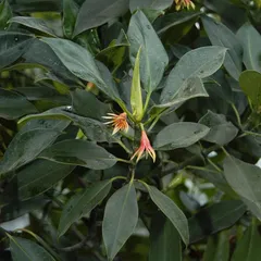 Black mangrove (Bruguiera gymnorrhiza)