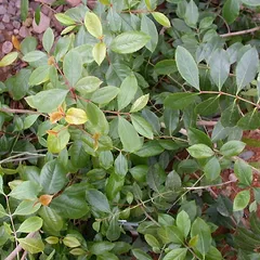 Bushman's tea (Catha edulis)