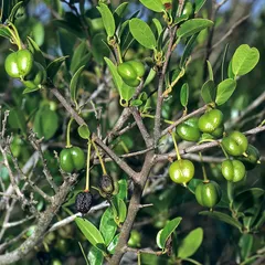 False tamboti (Cleistanthus schlechteri)