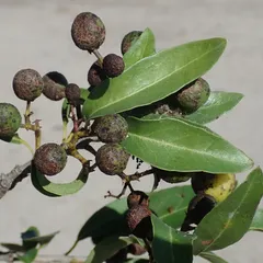 Bushveld saffron (Elaeodendron transvaalensis)
