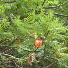 Bushveld red balloon (Erythrophysa transvaalensis)