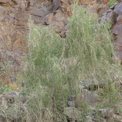 Ebony guarri (Euclea pseudebenus)