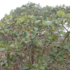 Swamp fig (Ficus trichopoda)