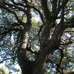 Lebombo wattle (Newtonia hildebrandtii)