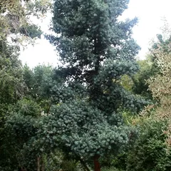 Breede River yellowwood (Podocarpus elongatus)