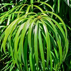 Henkel's yellowwood (Podocarpus henkelii)