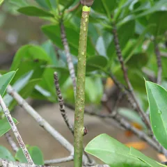 Red mangrove (Rhizophora mucronata)