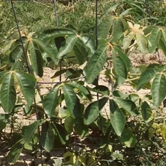 Manketti (Schinziophyton rautanenii)