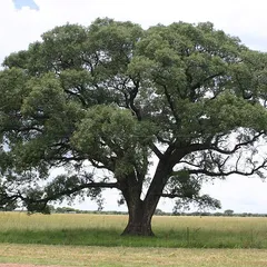 Marula (Sclerocarya birrea (subsp. caffra))