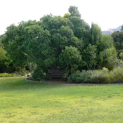White milkwood (Sideroxylon inerme)