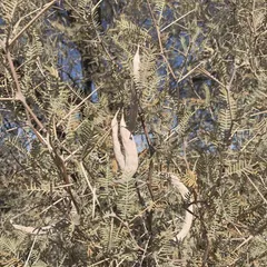 Grey camel thorn (Vachellia haematoxylon)