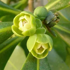 Pepper-bark tree (Warburgia salutaris)