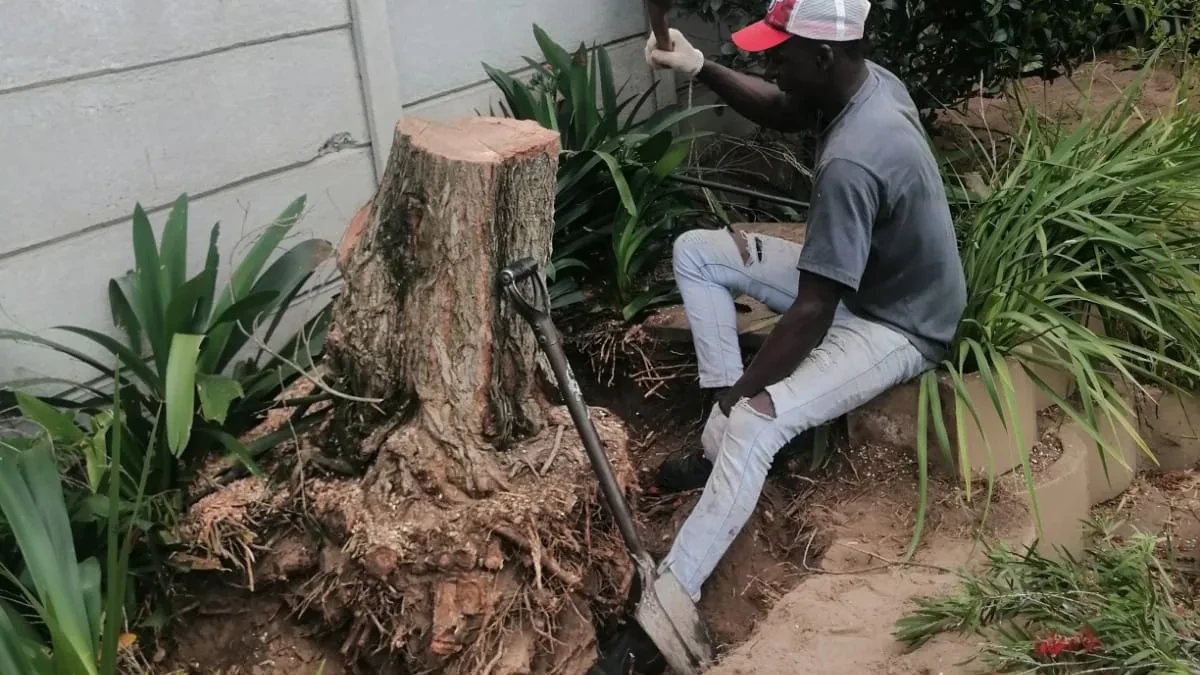 Tree Roots Damaging Your House, Paving or Drains? What to Do