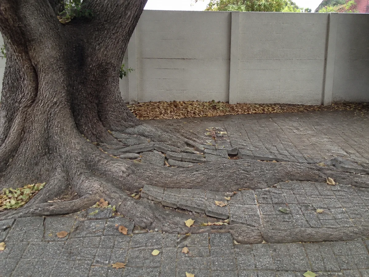 Brick paving lifted and cracked by thick surface roots spreading from the base of a large tree beside a precast boundary wall