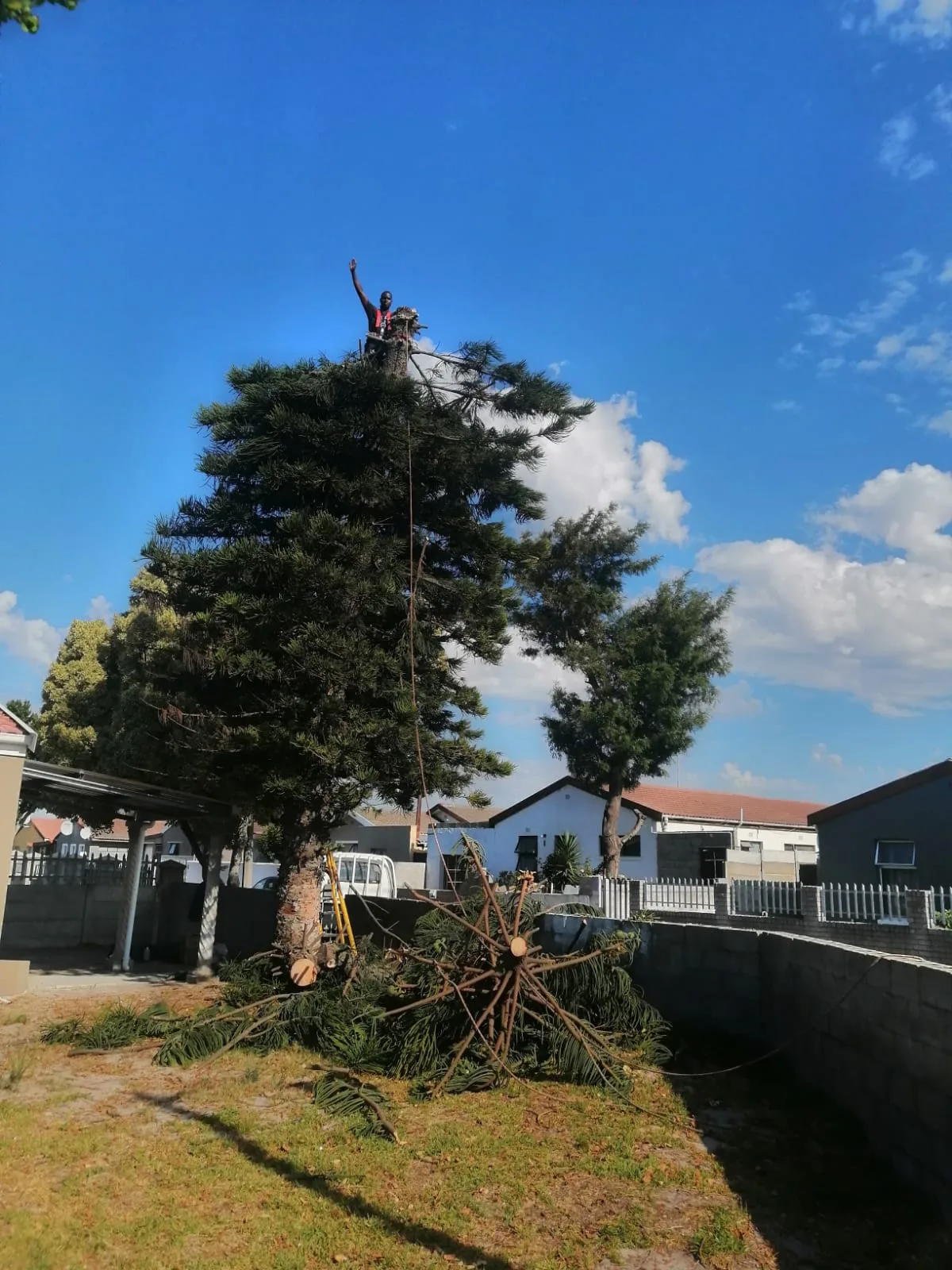 Climber at the top of a large conifer during a tree removal