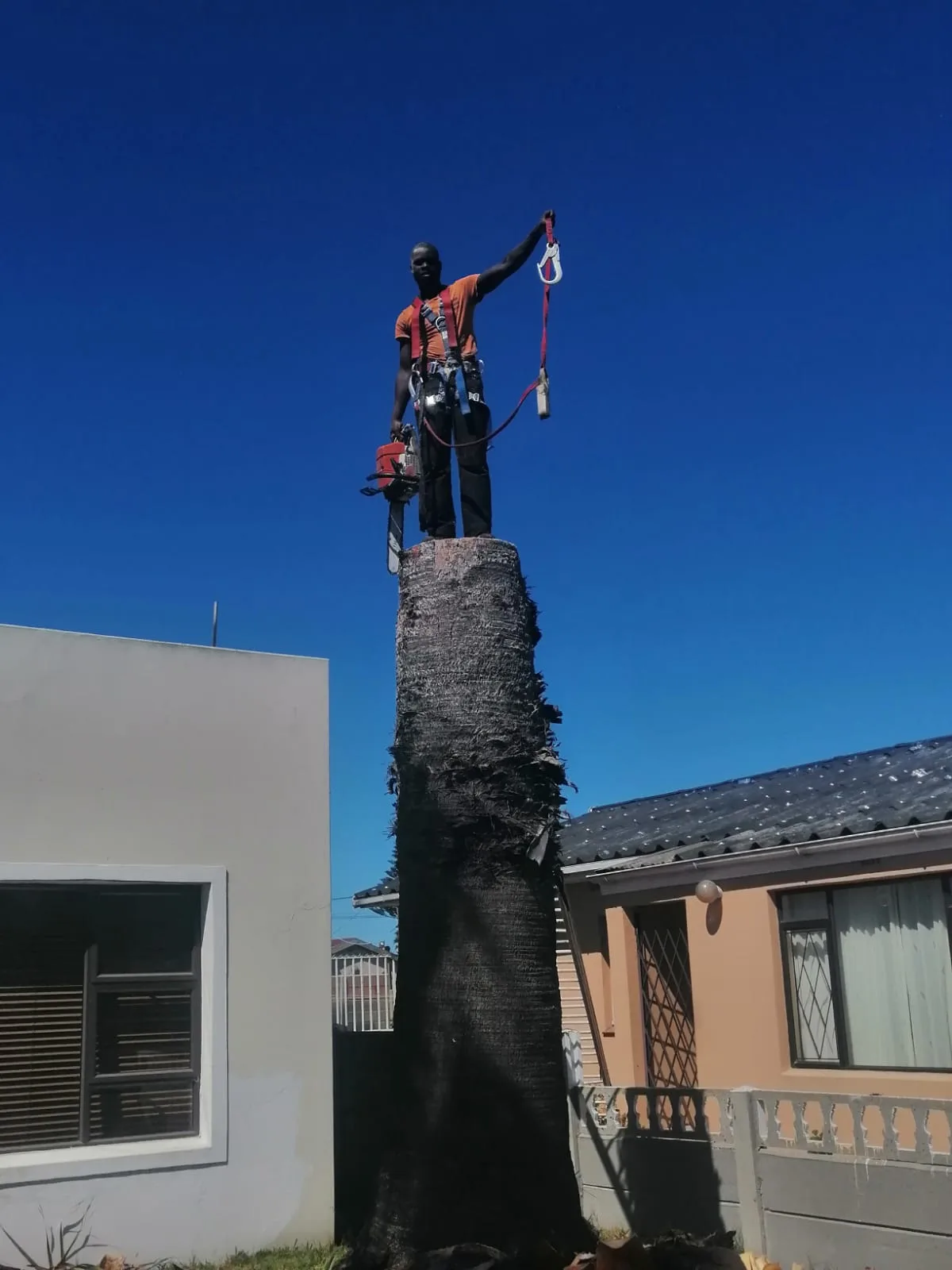 Arborist felling a tall palm tree on a harness in Cape Town