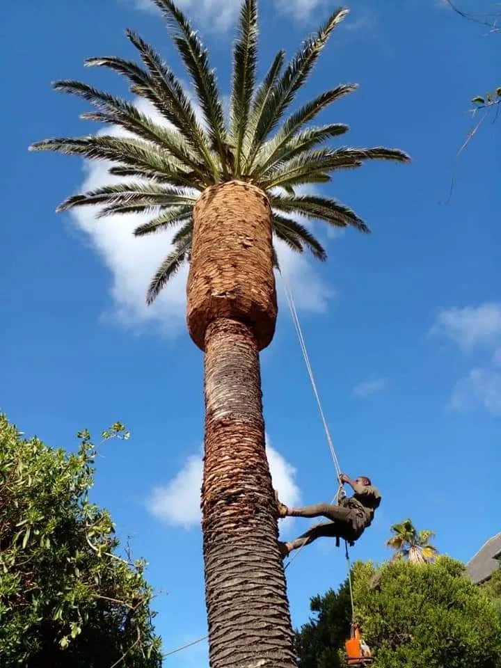 Worker rope-climbing a tall Canary palm to trim and clean it