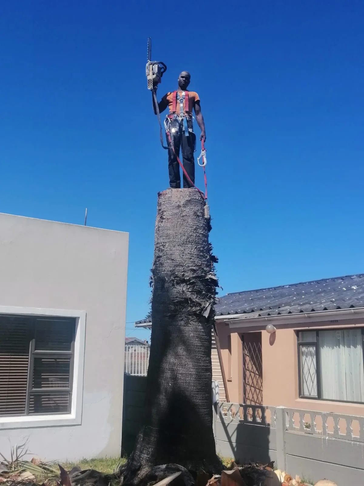 Arborist atop a tall palm trunk holding a chainsaw aloft