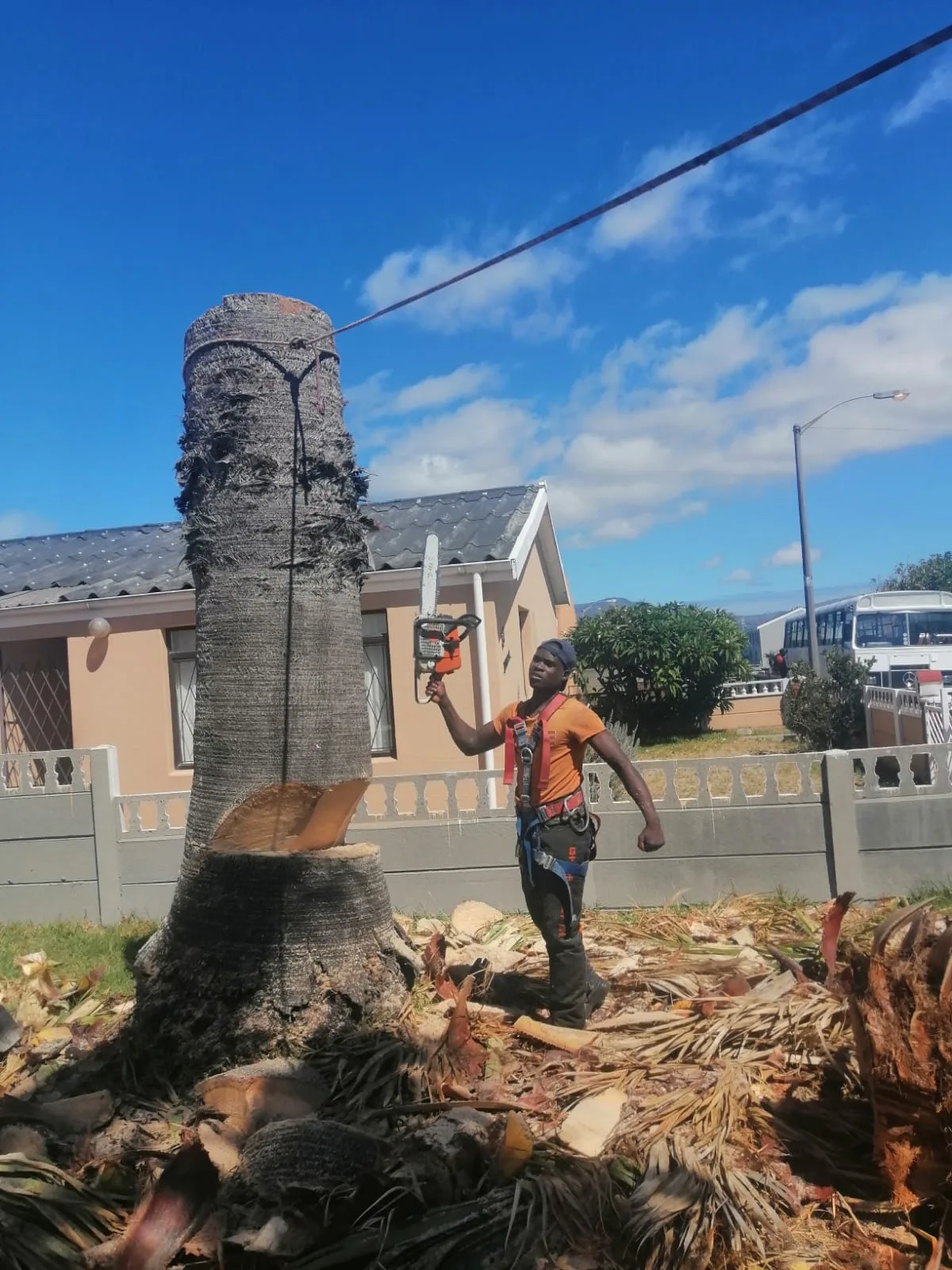 Worker pointing a chainsaw at a notched palm trunk on a street verge with fronds piled at the base
