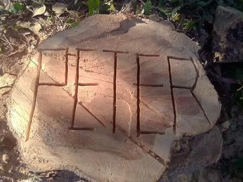 A freshly cut tree stump with the arborist's name carved into the wood
