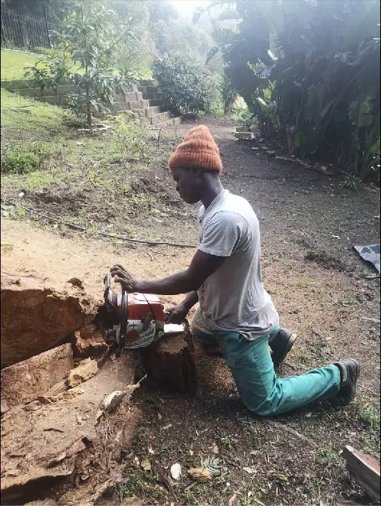 Worker cutting through a large stump at ground level