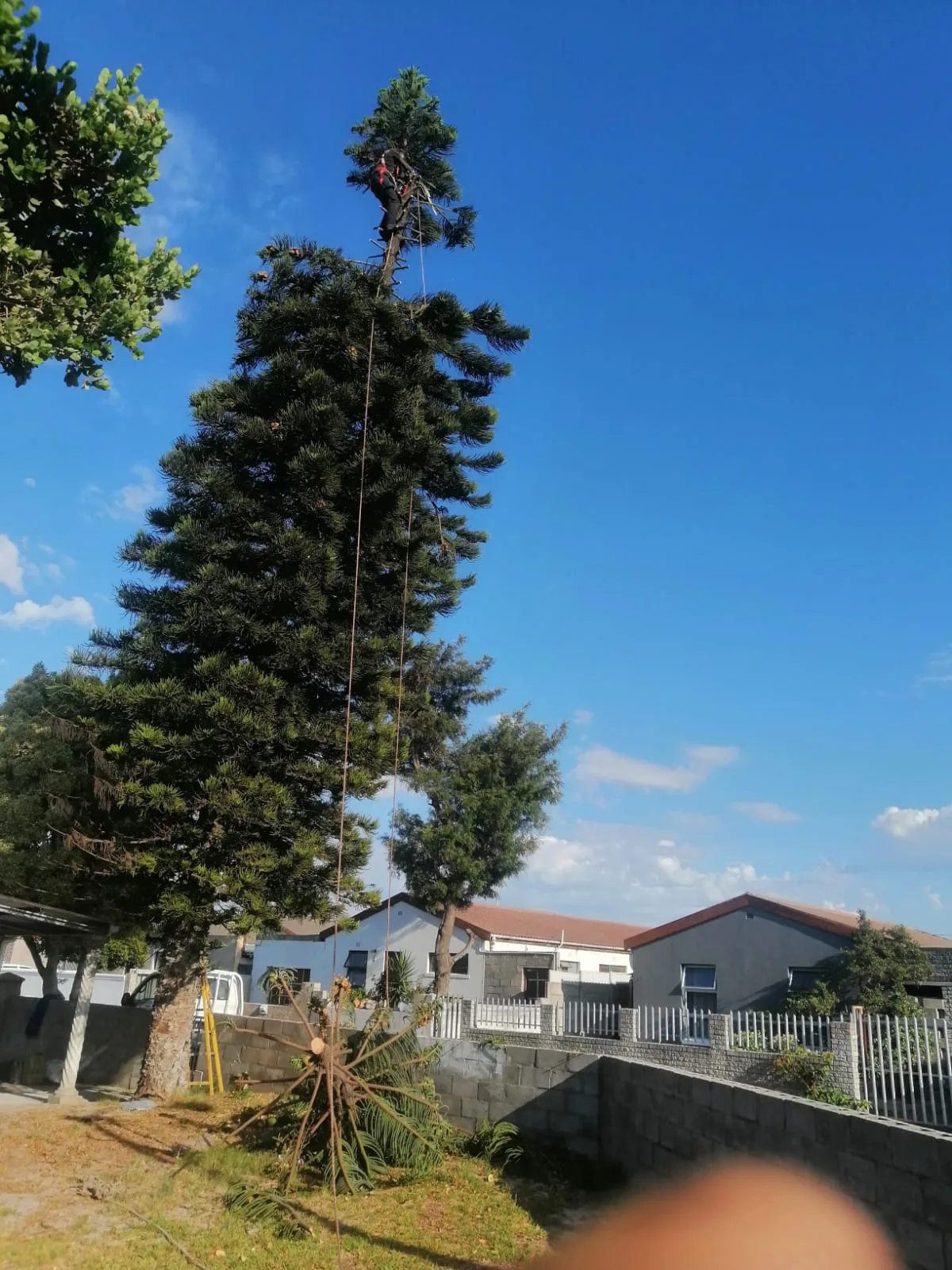 Climber near the top of a very tall pine on ropes