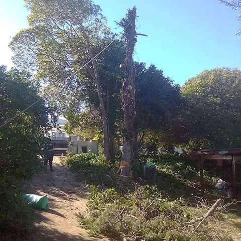 Large tree being felled in sections in a Cape Town garden
